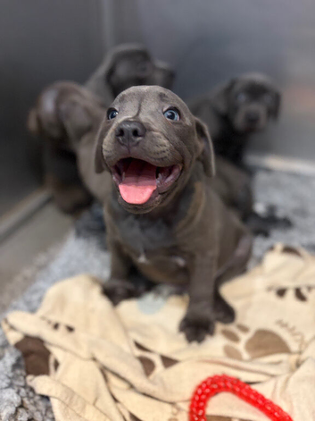 Adorable chunky blue Staffordshire puppies