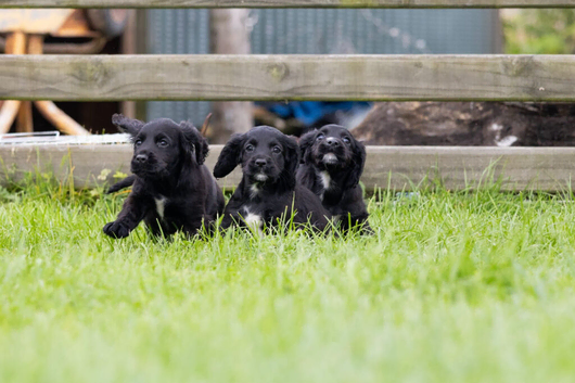 Black Cocker spaniel puppies kc reg parents.
