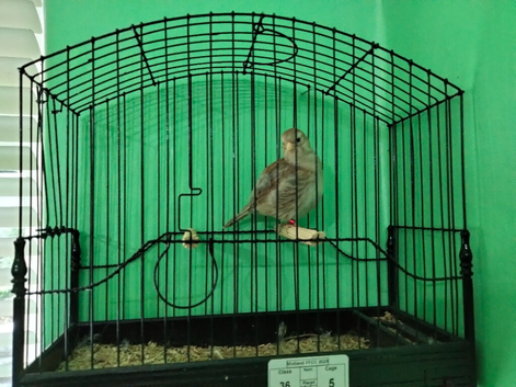 Fawn Fife Canary Hen available