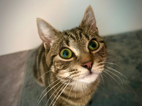 Male tabby cat 1 year old