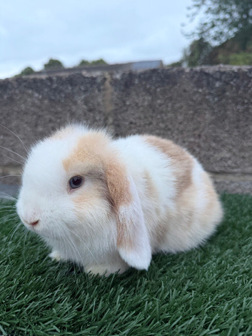 Puree breed mini lop
