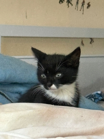 4 x kittens