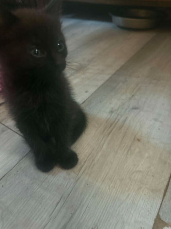 Ragdoll cross calico kittens