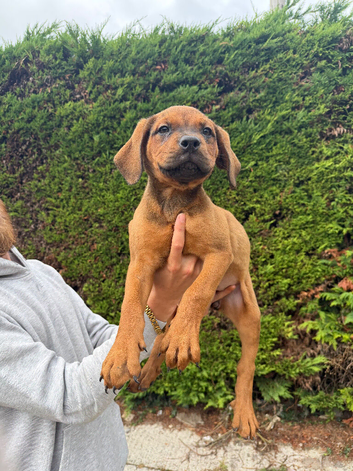 Rottweiler cross Dogue De Bordeaux