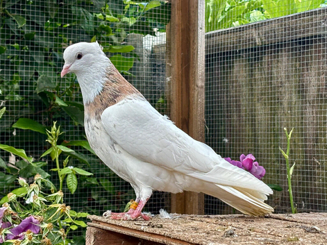 Iranian pigeons for sale