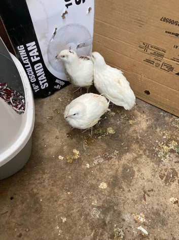 White quails 5 weeks old