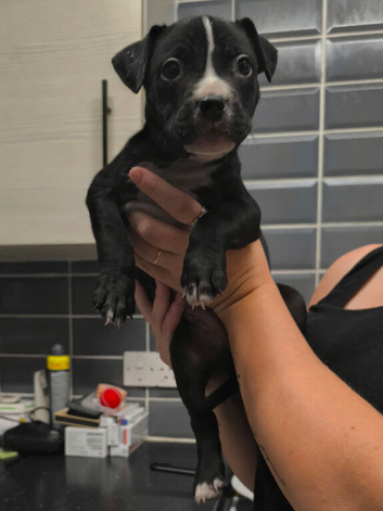 1 male staff collie mix pup