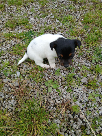 Small jack Russell puppies