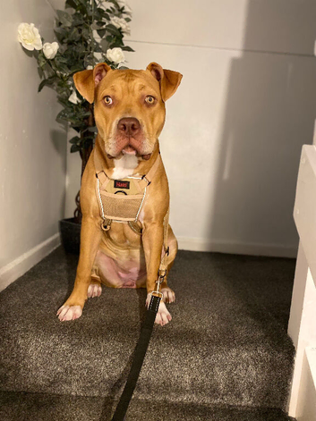 8 month old American Bulldog