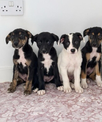 Classic "Old School" Lurcher Puppies - Loving Family Companions