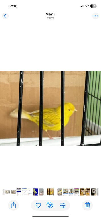 Female canary