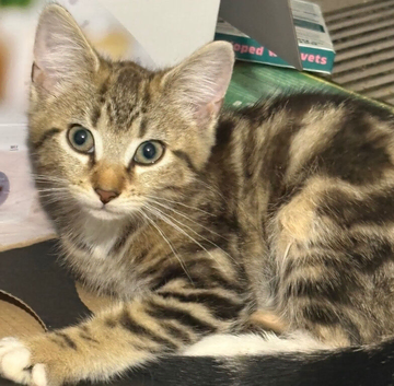Kitten for rehoming