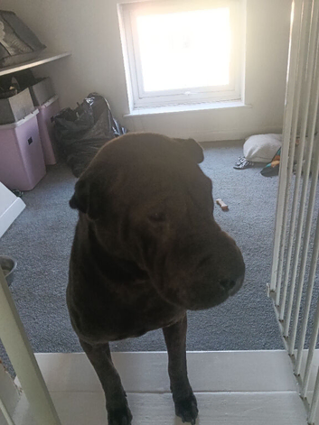 Black KC reg sharpei