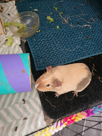 3 x guinea pigs