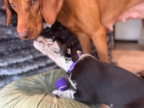 Hungarian vizsla x Blue Merle Border Collie