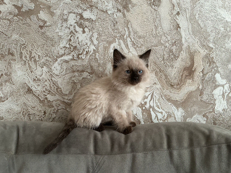 Half Ragdoll kitten boy.