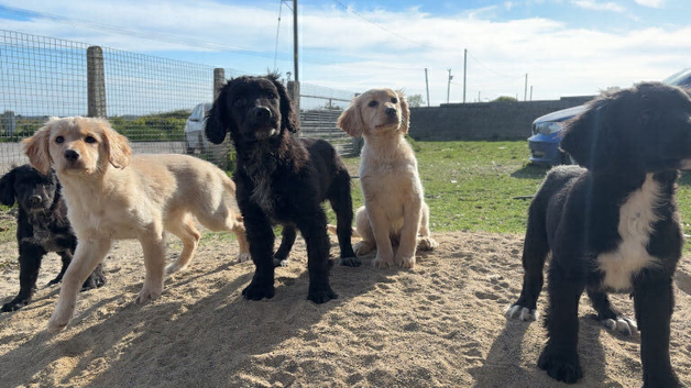 Cocker Spaniel x Collie