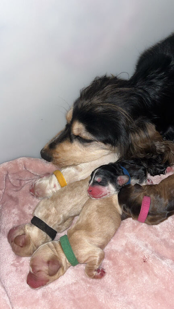 Cocker spaniel puppies