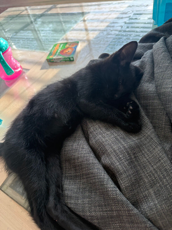 Black Female kitten