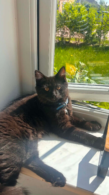 gorgeous boy for rehoming