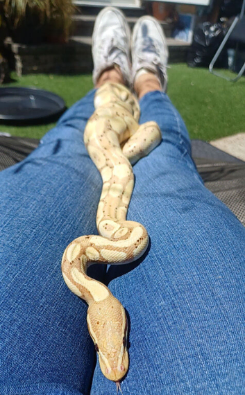 Ball python