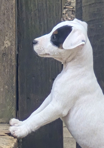 Beautiful Jack Russell babies