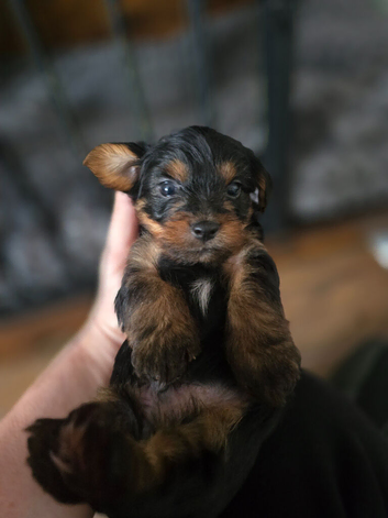 Yorkshire Terrier pups ready 24th June