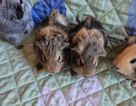 Baby Sister Female Guinea Pigs Funky Coats
