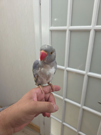 Recessive Pied Indian Ring Neck