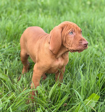 Legally Docked Hungarian Vizsla Pups