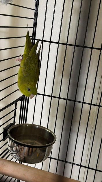 Baby parakeets