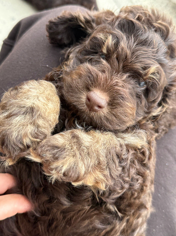 Gorgeous F1 cockapoo puppies