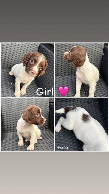 Springer Spaniel puppies