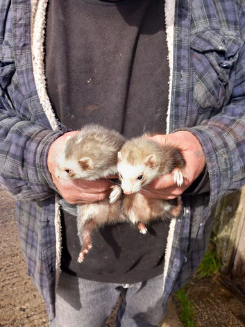 2 adult Jill's for sale