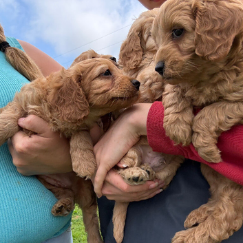 Cavapoo pups
