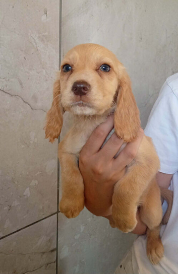 Last 4 remaining cocker spaniel puppies