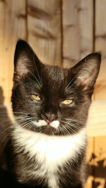 Gorgeous kittens for sale *Ready Now*
