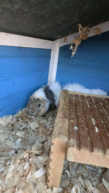 Female guinea pigs