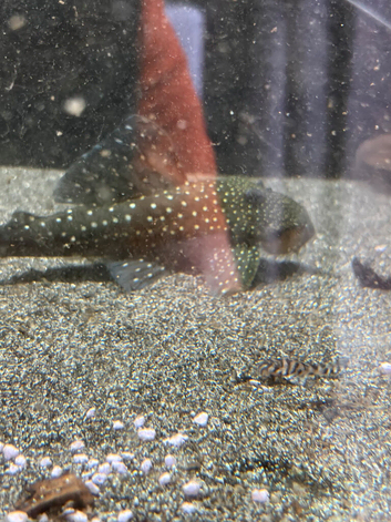 High fin Green Phantom & Blue Phantom