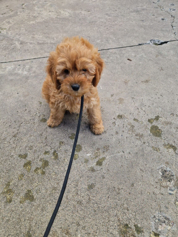 9 Week Old Cockapoo Puppies Looking for Forever Homes