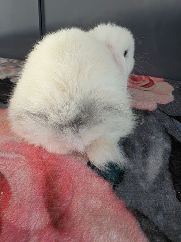 Minilop full breed