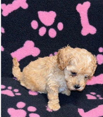 Beautiful cockapoo puppies