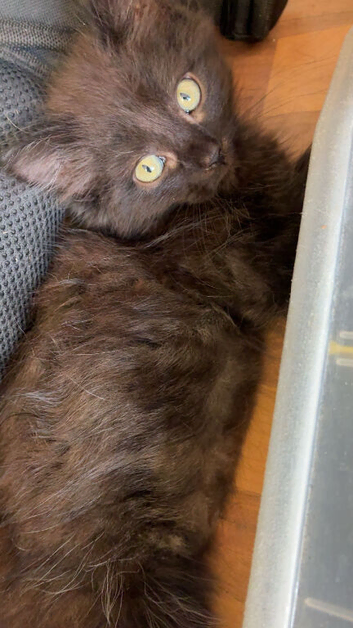Ragdoll X British short hair kittens available ready now