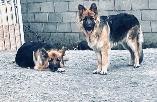 Long Coated GSD Dogs KC Registered Full Health Checks
