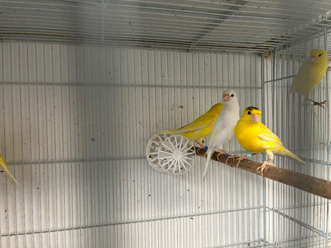 This years Irish canaries