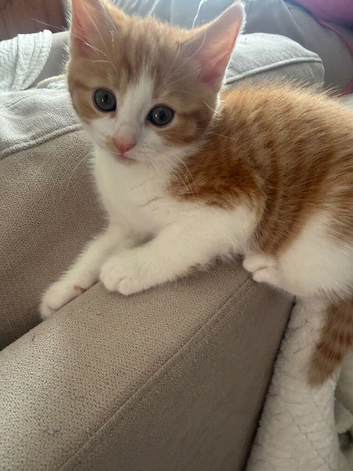 3 ginger male kittens ready to go