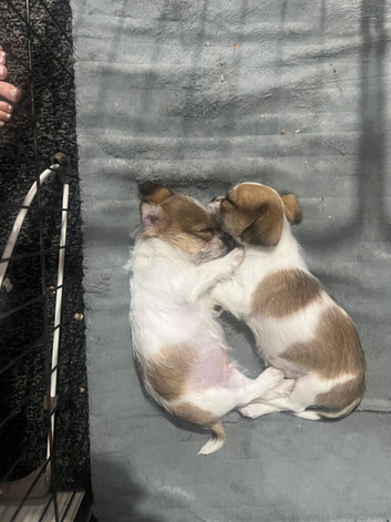 Chihuahua cross shih tzu