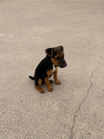 Beautiful Lakeland boy puppy