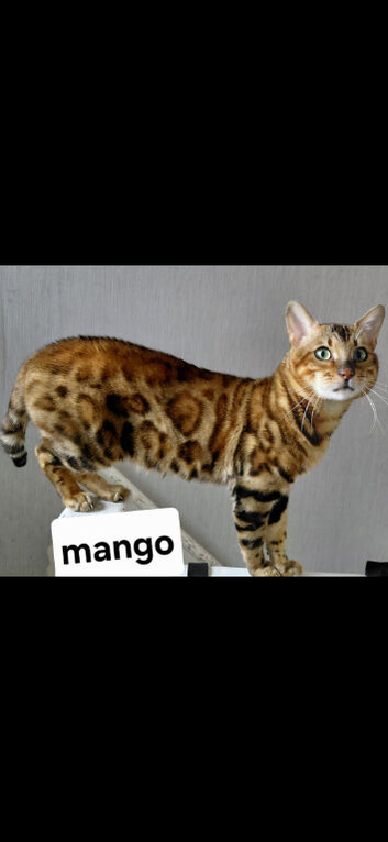Beautiful Brown Bengal Boy