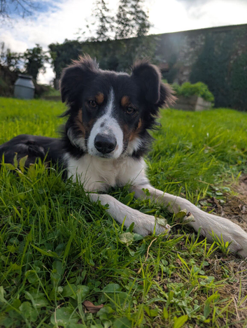 9 month old tri colour border collie